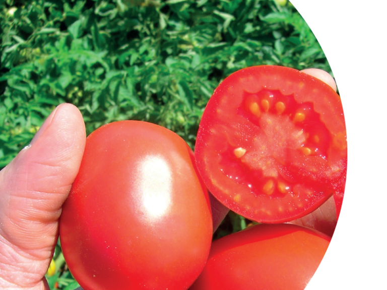 Syngenta gamma pomodoro da industria