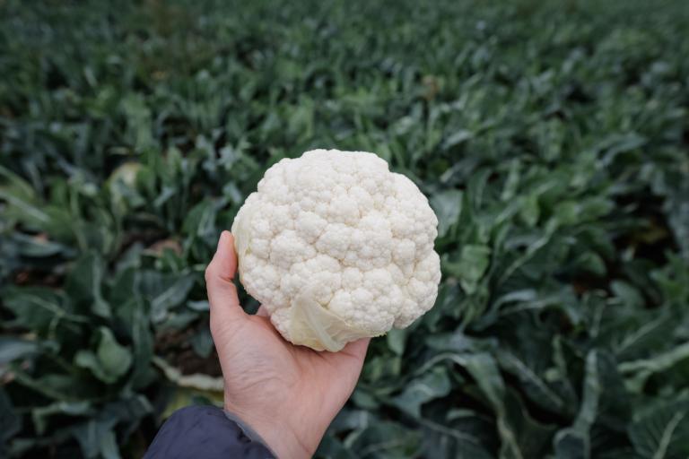 cauliflower