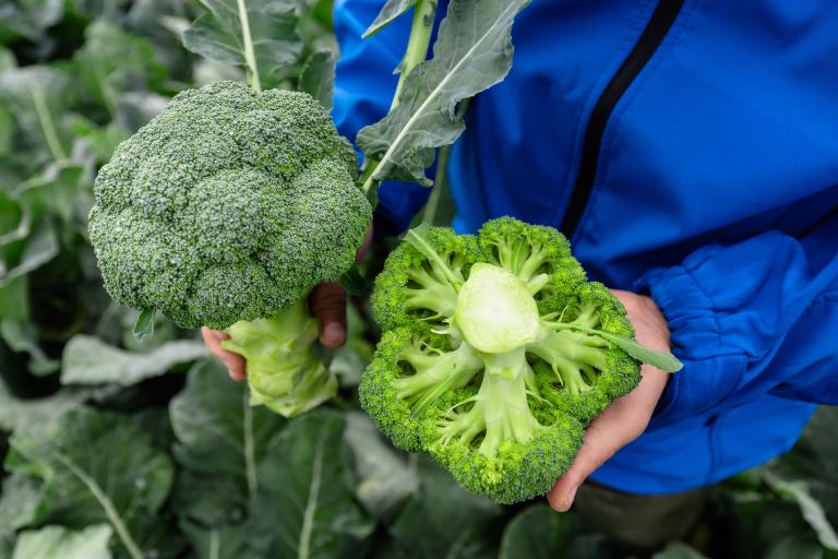 Brocoli selection.jpg