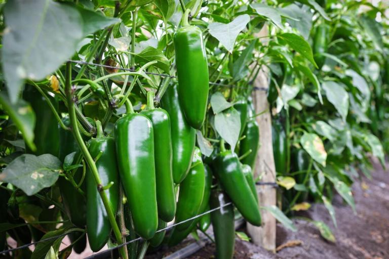 Mexica Jalapeno