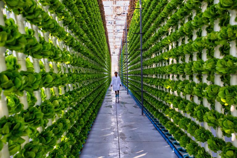 Vertical Farming