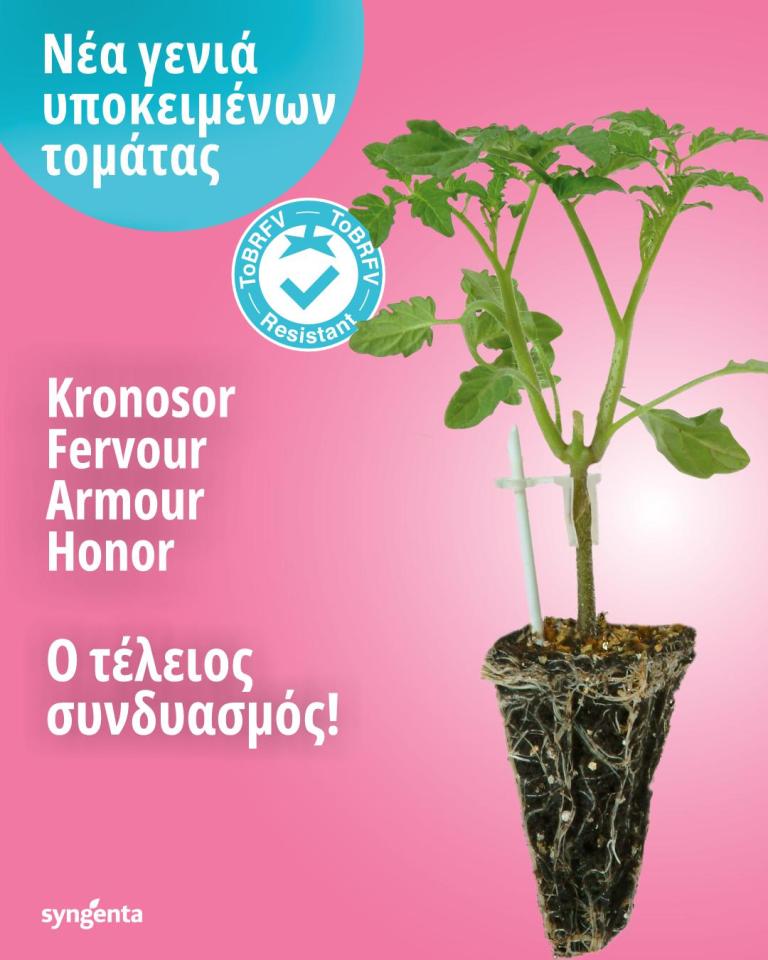 tomato rootstock2