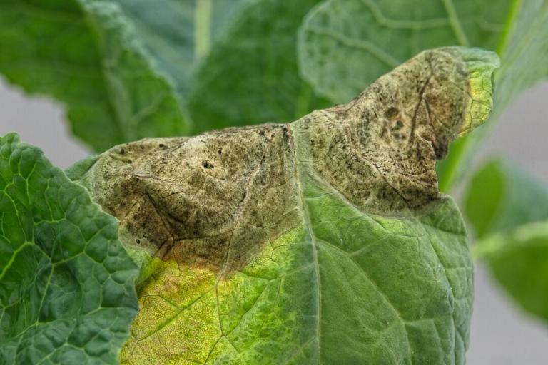 Alternaria cauliflower