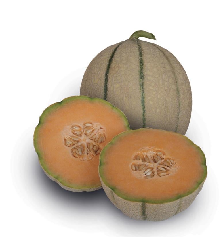 Melone-Settimio-Syngenta-Vegetable-Seeds