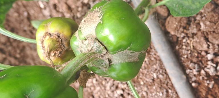 Thrips Parvispinus on Pepper