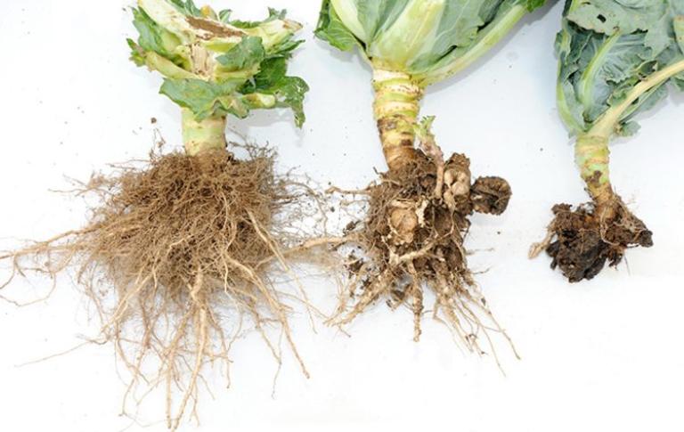 Clubroot