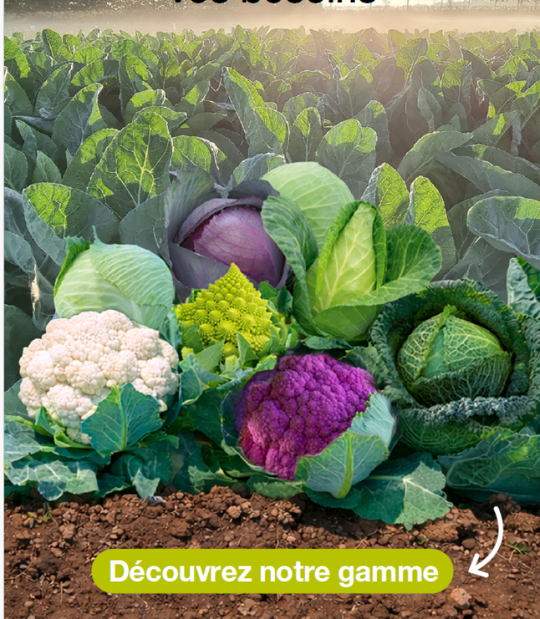 choux