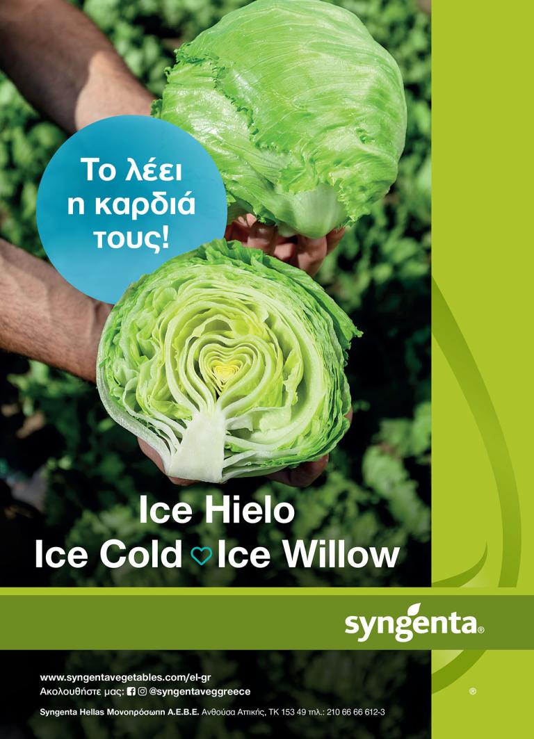 Μαρουλια Iceberg: Ice Hielo, Ice Cold, Ice Willow