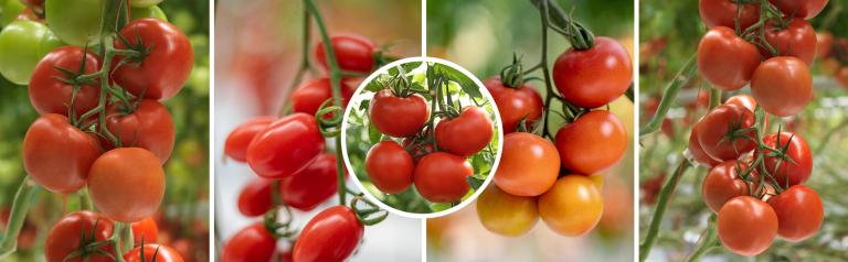 banner_tomates.jpg