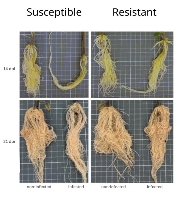 Comparison of susceptible and resistant plant roots at 14 and 21 dpi, infected vs non-infected