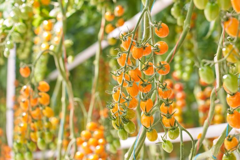 Clusters of ripe orange cherry tomatoes hanging on vines in a greenhouse
