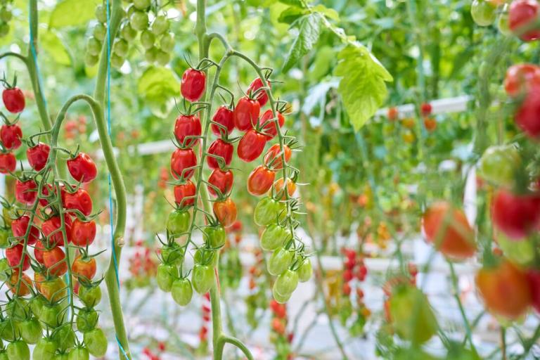 Clusters of red cherry tomatoes hanging on vines in a greenhouse