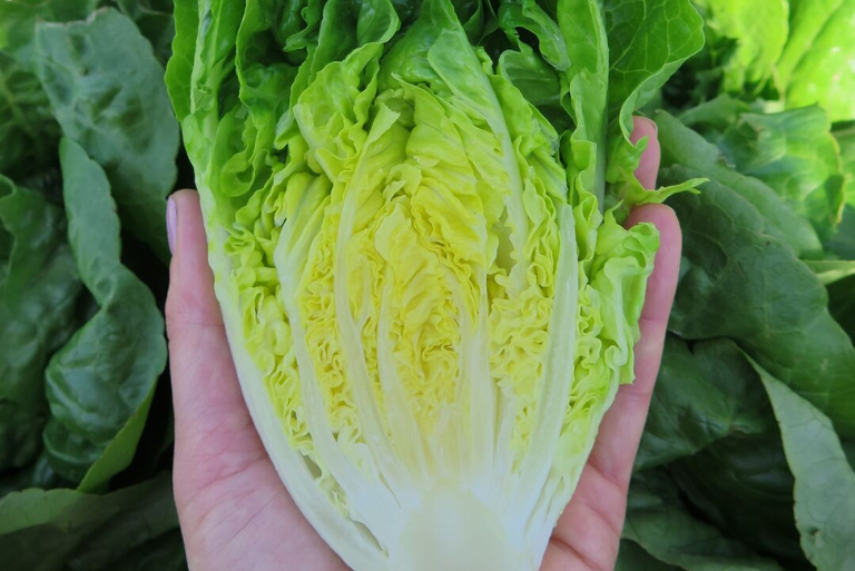Hands holding a halved napa cabbage, green leaves in background