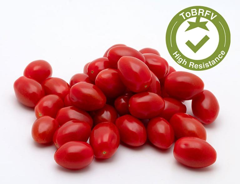 A Syngenta a ToBRFV-re erősen ellenálló (High resistance-HR) fajtákkal bővíti paradicsomkínálatát