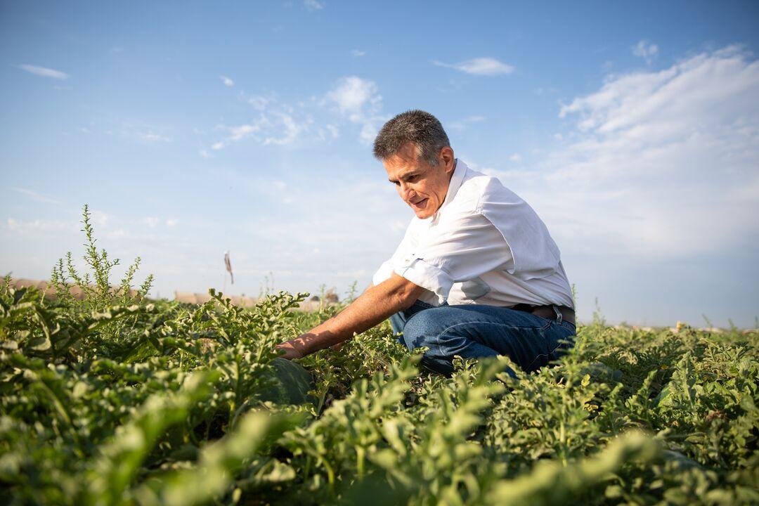 Alecio Schiavon with Syngenta Manchester Watermelon