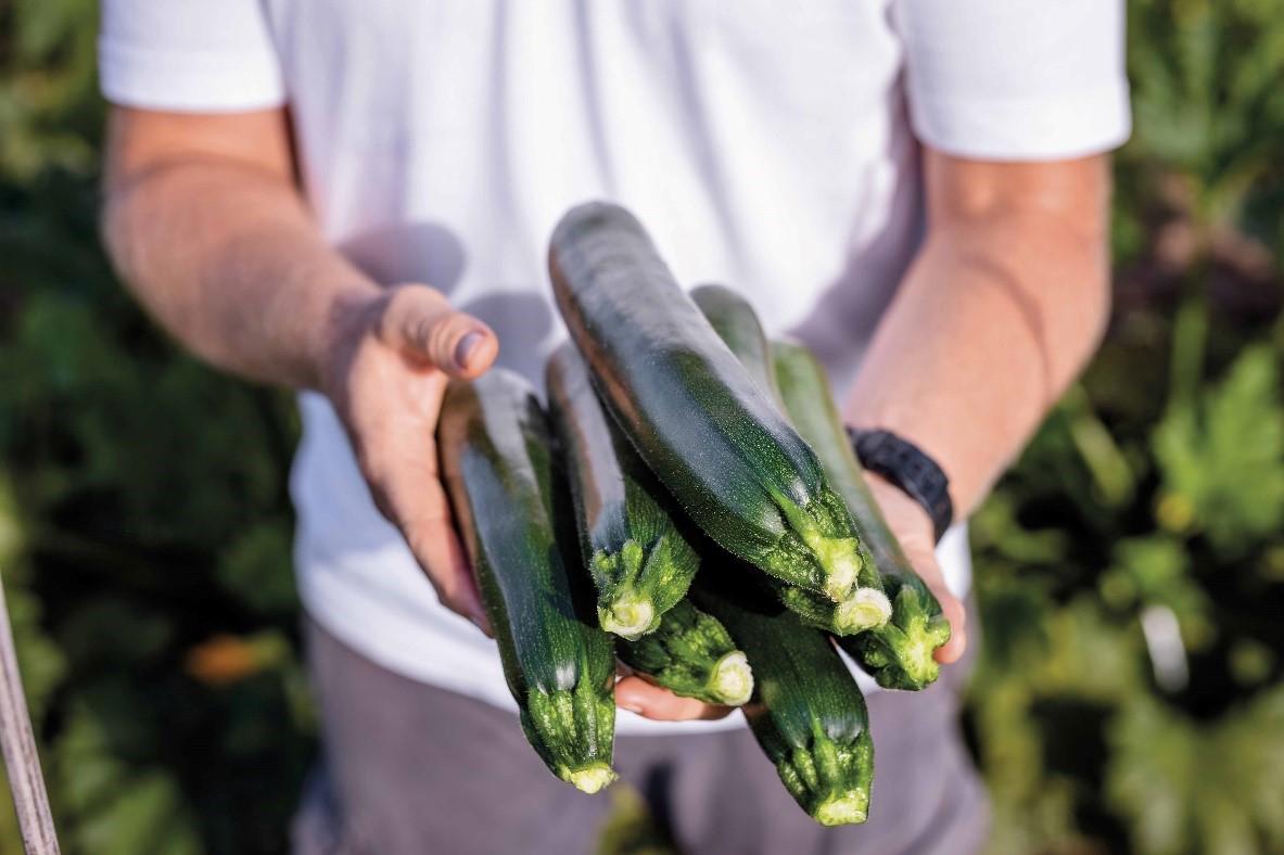 Zucchino1
