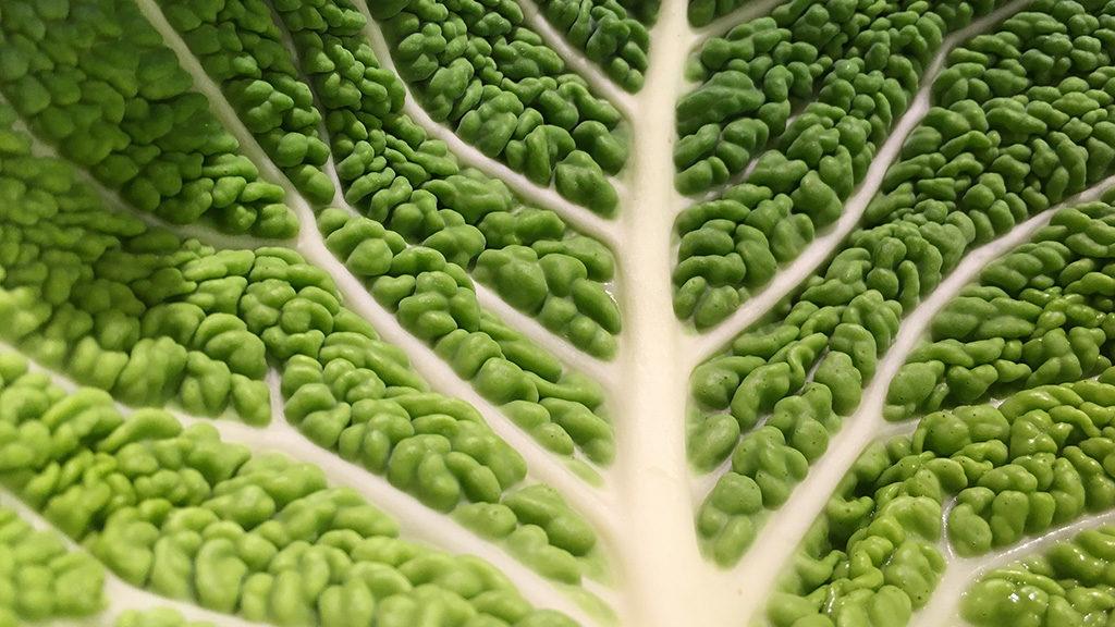 savoy_cabbage_leaf_detail