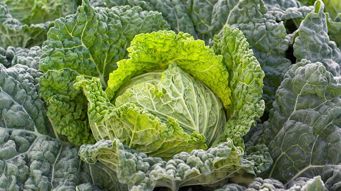 Lettuce