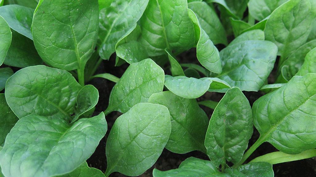 syngenta_el_lucio_spinach.jpg