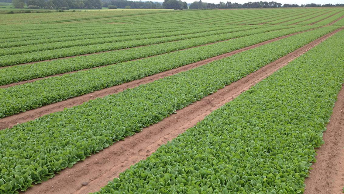 syngenta_spinach_varieties