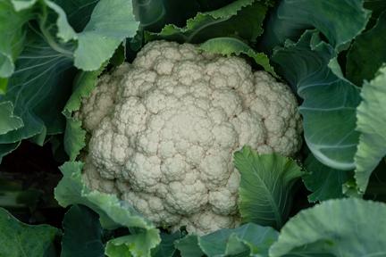 Copacabana White Cauliflower