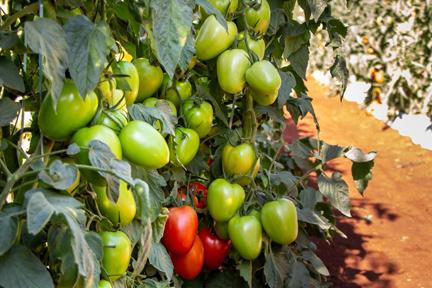 Caniati heart-shaped tomato