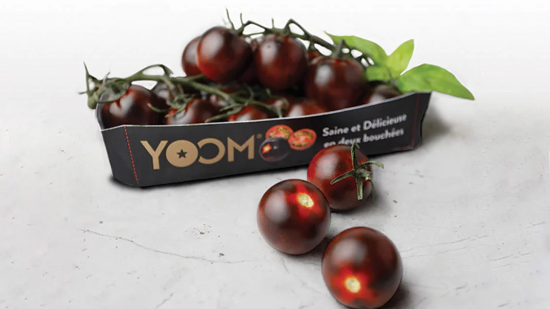 Purple tomato
