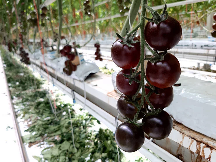 Fruit Logistica Innovation Award