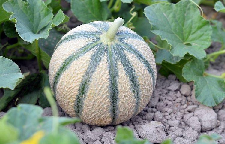 Melon_oberus