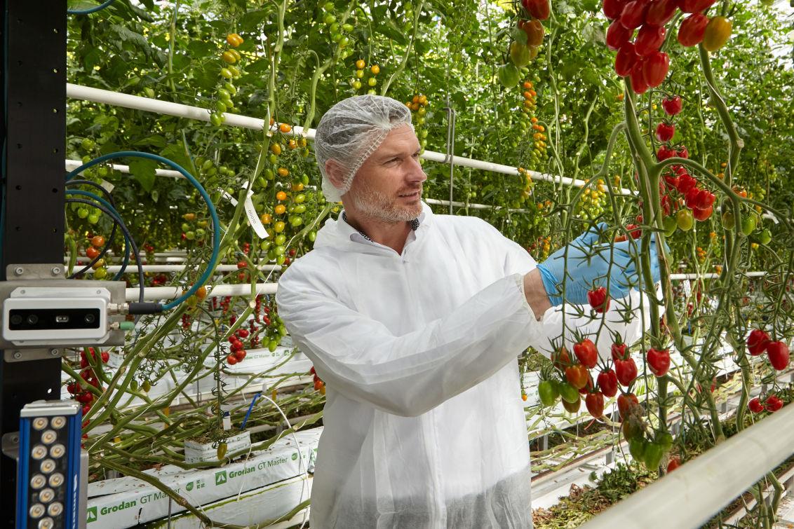 Zrobotyzowany zbiór pomidorów – to możliwe z Syngentą! - Rozpocznij zrobotyzowane zbiory