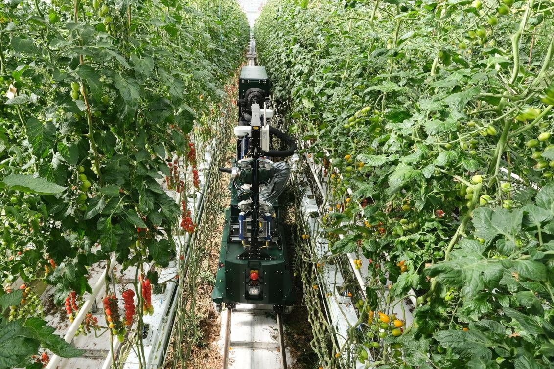Zrobotyzowany zbiór pomidorów – to możliwe z Syngentą! - Uczenie maszynowe sprzyja szybszym innowacjom