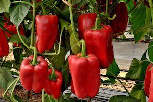 web-pepper_graciosa