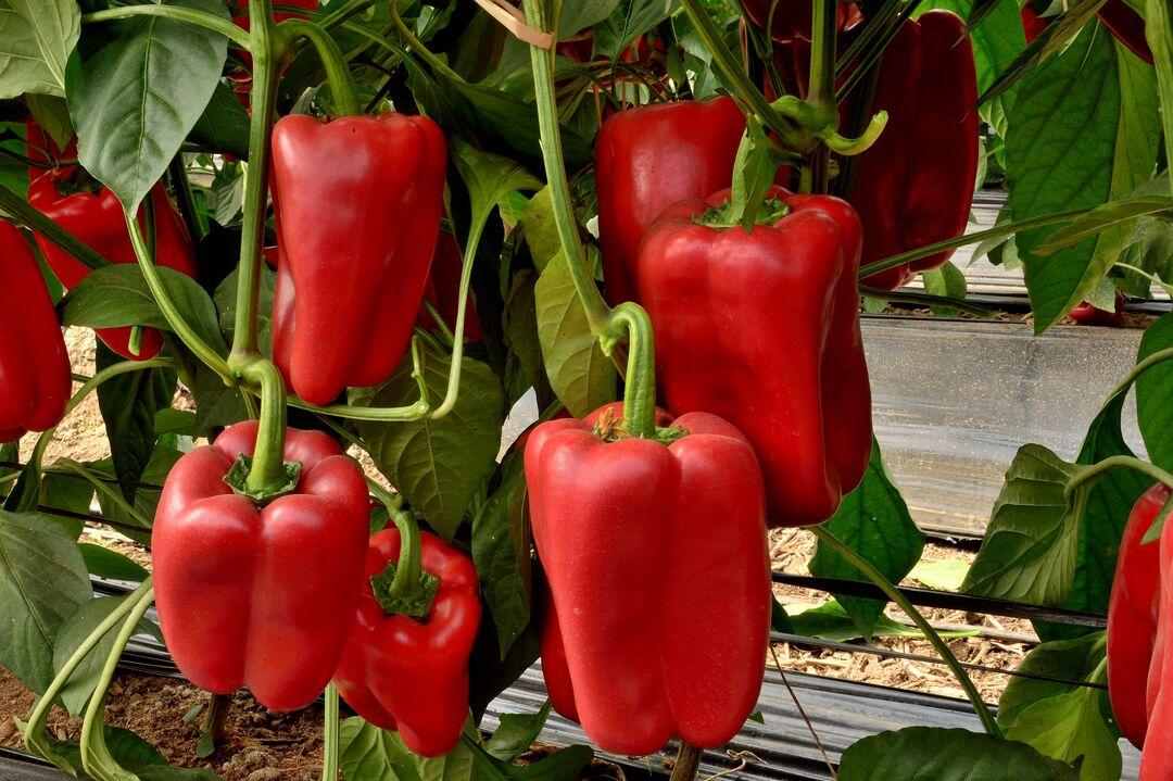 screen_ppt_jpg-pepper_graciosa
