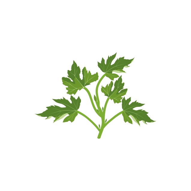 plant architecture