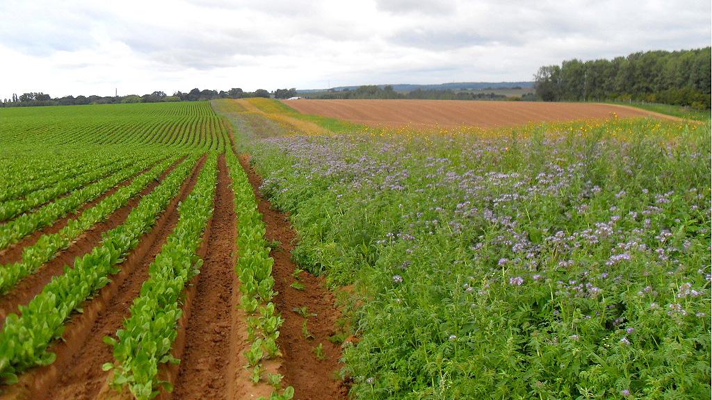 Pollinator margin alongside intensive veg production
