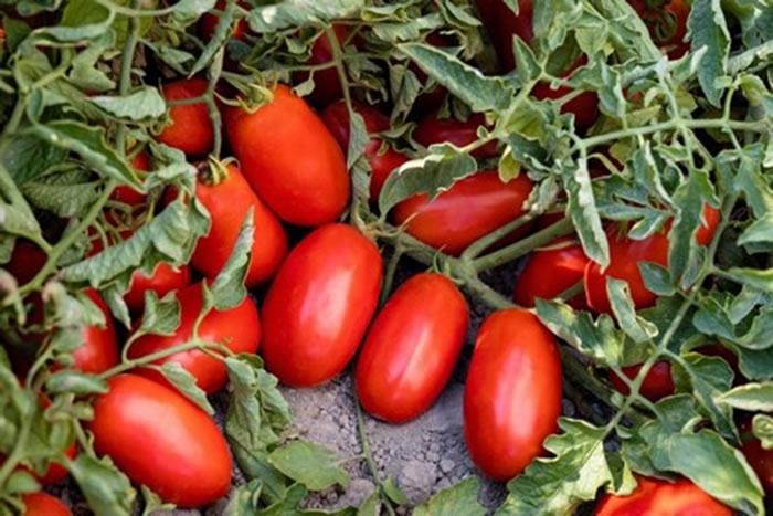 Scelta genetica e collaborazione: le chiavi per valorizzare il pomodoro trasformato Italiano