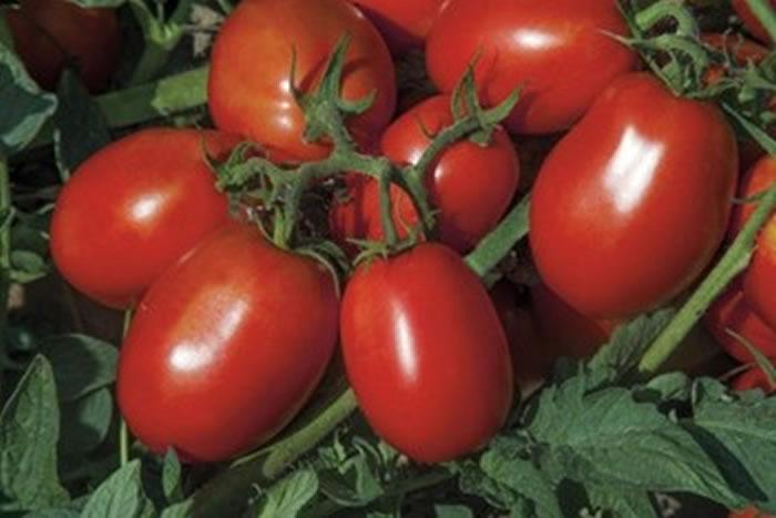 Scelta genetica e collaborazione: le chiavi per valorizzare il pomodoro trasformato Italiano