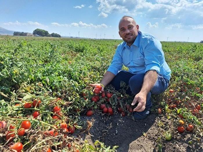 Scelta genetica e collaborazione: le chiavi per valorizzare il pomodoro trasformato Italiano