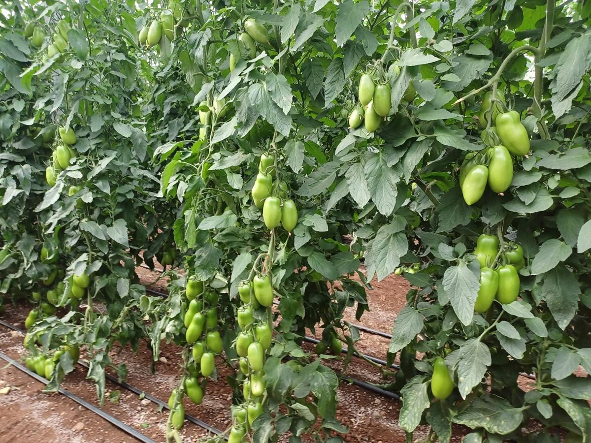 Damerino, il nuovo saladette redditizio e sostenibile