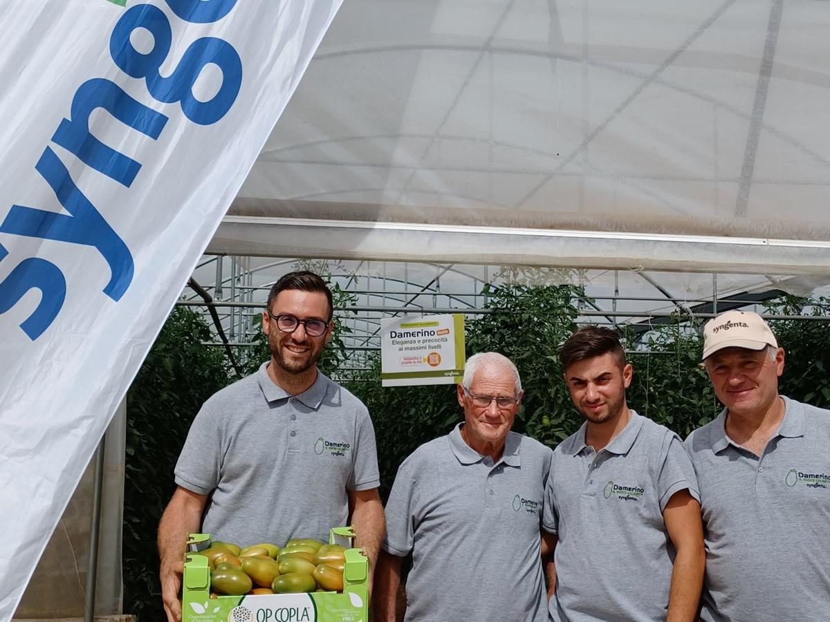 Damerino, il nuovo saladette redditizio e sostenibile