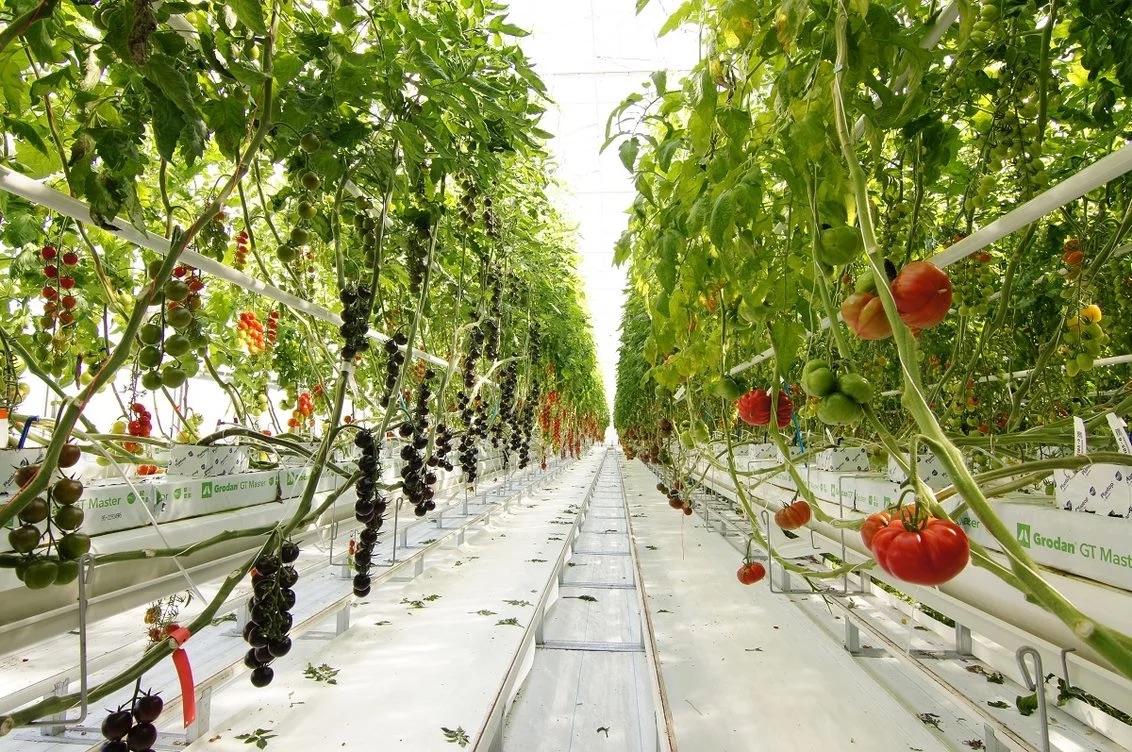 Демонстраційний центр Tomato Vision