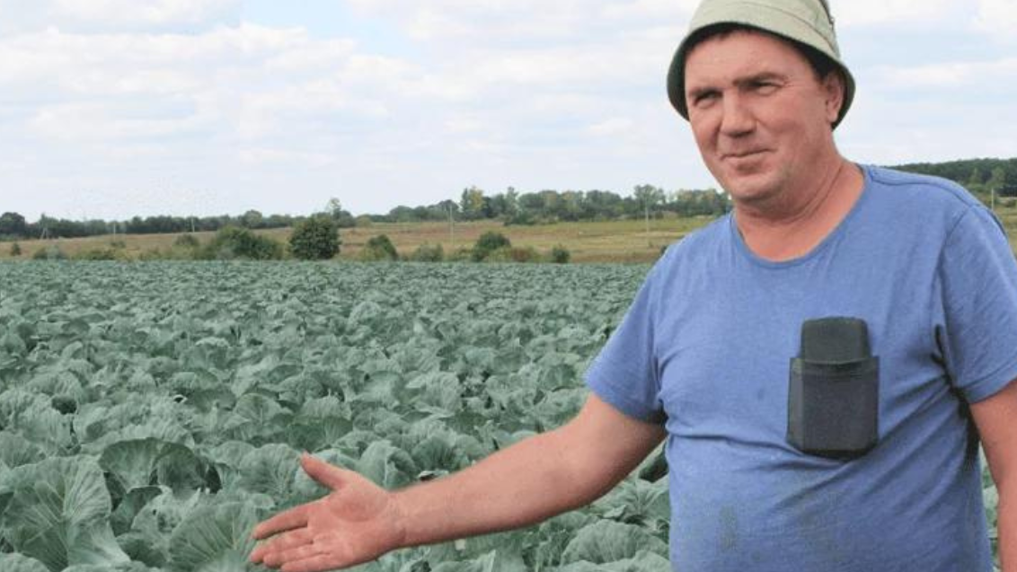 Огляд посіву капусти