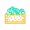 box lettuce