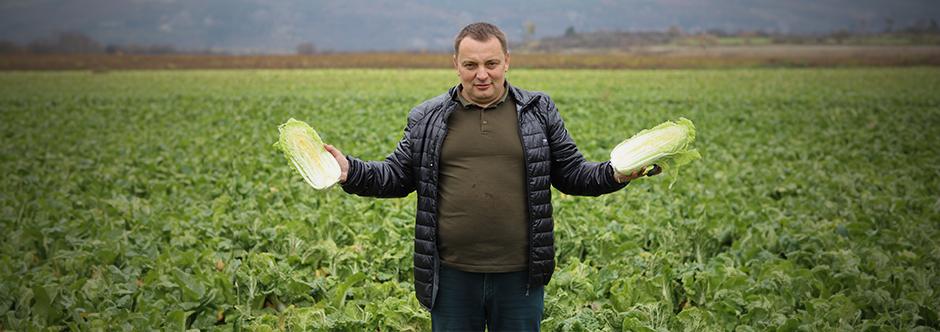 Пекінська капуста