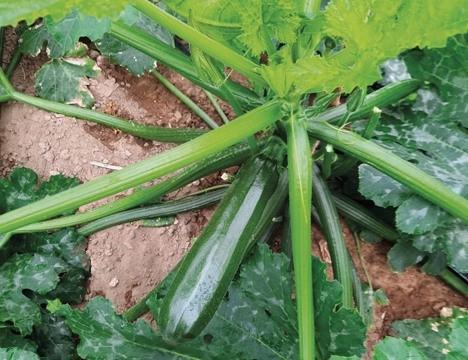 Zucchino italiano, passi avanti nel contrasto al ToLCNDV