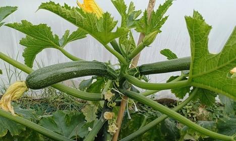 Zucchino italiano, passi avanti nel contrasto al ToLCNDV