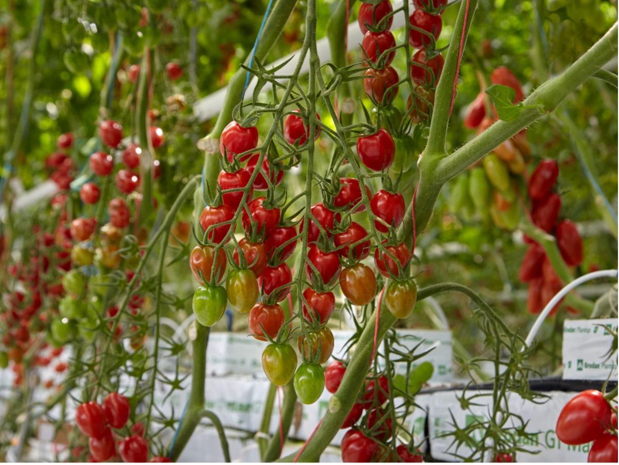 tomato picture