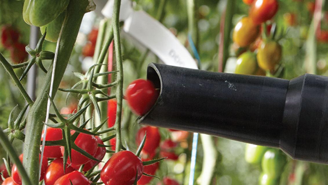 Zrobotyzowany zbiór pomidorów – to możliwe z Syngentą!