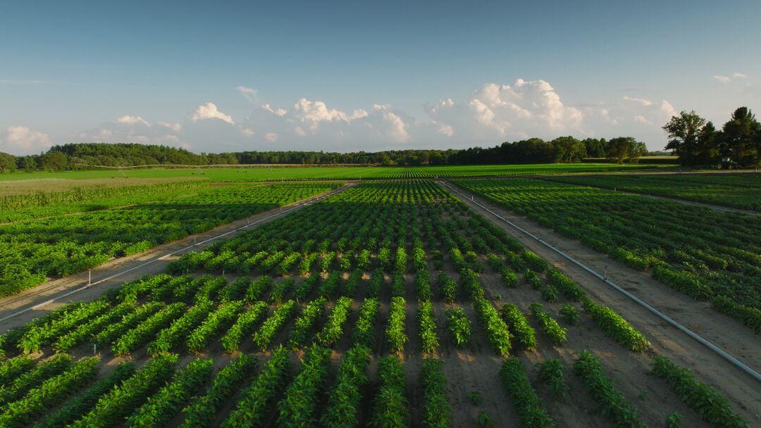 haricots