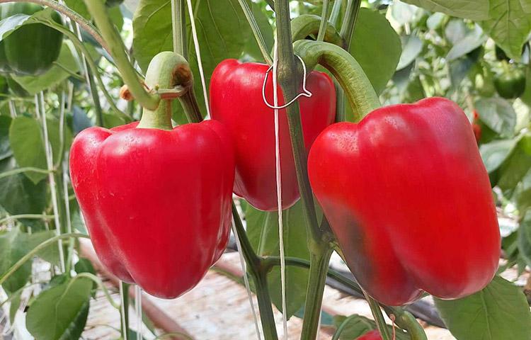 Hokkaido kaliforniai paprika - Syngenta zöldség vetőmag